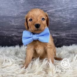 Storm - Sable male Goldendoodle puppy in Utah County, Utah from Big Hearted Breeders