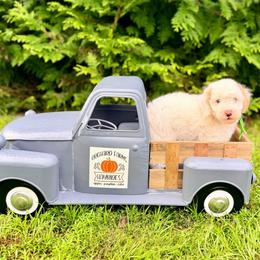 Tide - Parti male Poodle puppy in Dunn, North Carolina from Sandy Creek Kennels