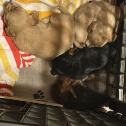 Dachshund Puppies from JRED Leach