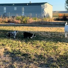 Australian Shepherd Puppies from Bears Paw Aussies