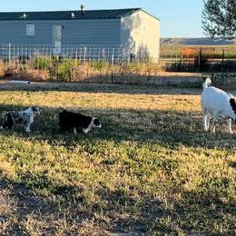 Australian Shepherd Puppies from Bears Paw Aussies