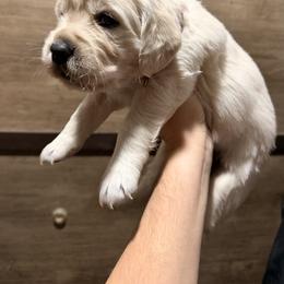 Hot pink collar - Light golden female Golden Retriever puppy in New Canton, Virginia from Mount Calm Golden Retrievers