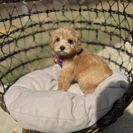 Cub - Apricot male Australian Labradoodle puppy in Calhoun, Louisiana from Arrowhead Australian Labradoodles