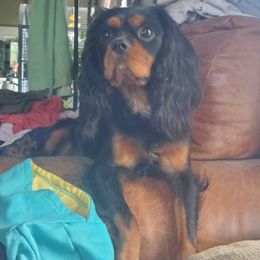 RIPLEY - Cavalier King Charles Spaniel