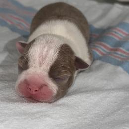 Boston Terrier Puppies from Toon’s Boston Terriers