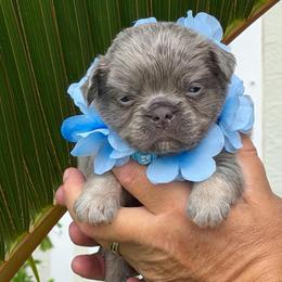 Dylan - Tricolors male French Bulldog puppy in Palm Coast, Florida from Calypso Island French Bulldogs