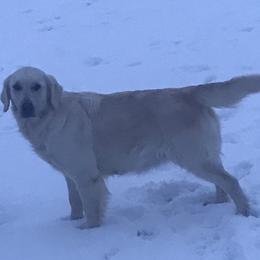 Lucy - Golden Retriever