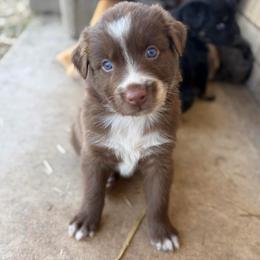 Hank - Red & white male Australian Shepherd puppy in Roff, Oklahoma from Circle J Aussies