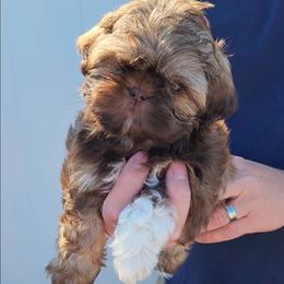 Purple - Liver female Shih Tzu puppy in Jenks, Oklahoma from Northstar Shih Tzu