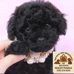 Midnight - Black male Poodle puppy in Fairburn, Georgia from The Real Dog Breeders of Atlanta (peachy poodles)