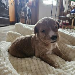Red and white boy - Red male Aussiedoodle puppy in Coulterville, Illinois from Windbush