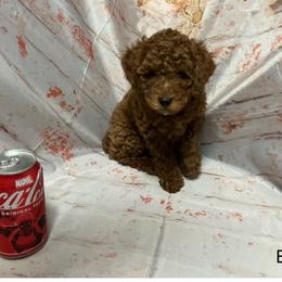Poodle Puppies from Firebird Toy Poodles