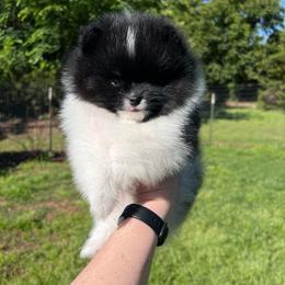 Girl 2 - Black and tan parti female Pomeranian puppy in Newalla, Oklahoma from Classy Poms