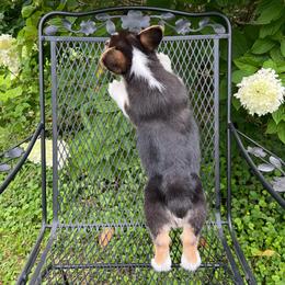Black Beauty - Black and tan female Pembroke Welsh Corgi puppy in Blaine, Tennessee from Rose Brier Pembroke Welsh Corgis