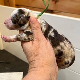 Cubby - Chocolate merle male Bernedoodle puppy in New Ringgold, Pennsylvania from Hawk Mountain Doodles