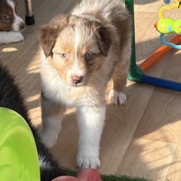 Jambalaya - Red merle male Australian Shepherd puppy in Coldwater, Michigan from Northern Star Australian Shepherds
