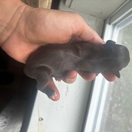 Girl 1 - Liver female Miniature Schnauzer puppy in Dunlap, Tennessee from Beards of Glory