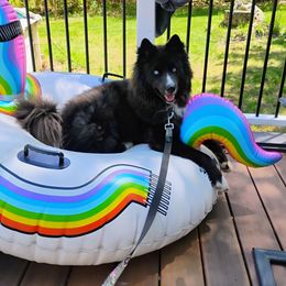 Onyx - Siberian Husky