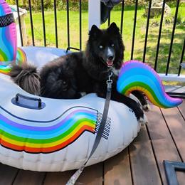 Onyx - Siberian Husky