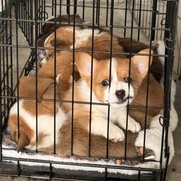 Chena - Fawn and white female American Corgi puppy in Sedro Woolley, Washington from Patriot Corgis