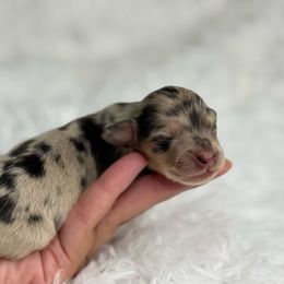 Leo - Dapple male Dachshund puppy in Goodyear, Arizona from D&C Royal Dachshunds LLC