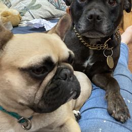 French Bulldogs and Staffordshire Bull Terriers from Sincerity