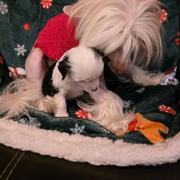 Holly - Black and white female Chinese Crested puppy in Utah from Mlee puppies
