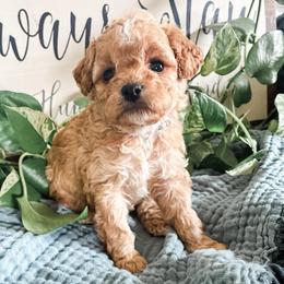 Poppy - Apricot female Cavapoo puppy in Marquand, Missouri from Perfectly Playful Doodles