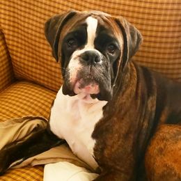 Willie - Boxer