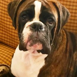 Willie - Boxer