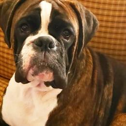 Willie - Boxer