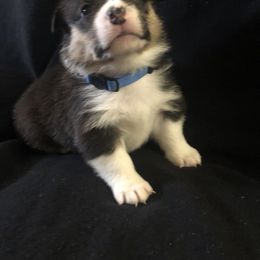 Boy 3 - Pembroke Welsh Corgi puppy in Waynesboro, Virginia from River Ridge Corgis