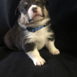 Boy 3 - Pembroke Welsh Corgi puppy in Waynesboro, Virginia from River Ridge Corgis