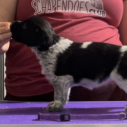 Pecan - Schapendoes puppy in North Carolina from Wild Clover Schapendoes