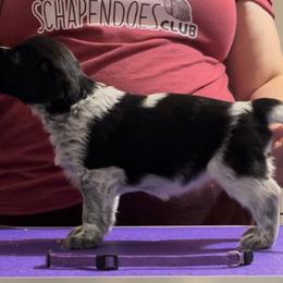 Pecan - Schapendoes puppy in North Carolina from Wild Clover Schapendoes