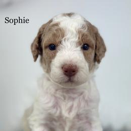 Sophie - Parti female Goldendoodle puppy in Milford, Indiana from Railway Acres Kennel
