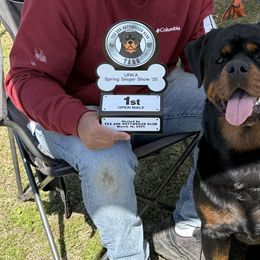 Rottweilers from House Of Vasquez Rottweilers
