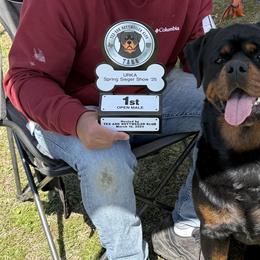 Rottweilers from House Of Vasquez Rottweilers