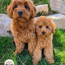 Cavapoo puppies from Country Lane Doodles
