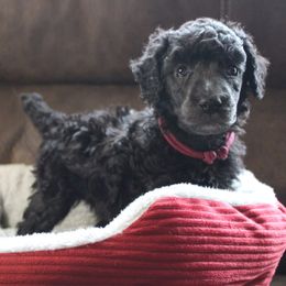 Poodles from Caelestis Poodles