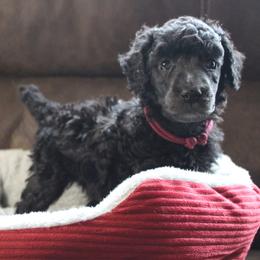 Poodles from Caelestis Poodles