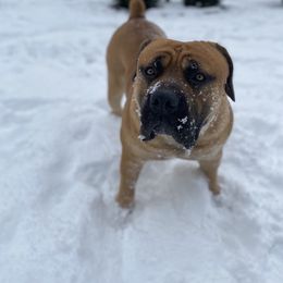 Boerboel All Grown Up from Cascade Boerboels