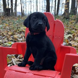 Allie - Black female Labrador Retriever puppy in Alger, Ohio from Osborne Family Retrievers