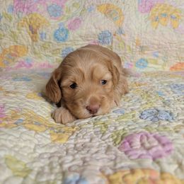Daisy - Buff female Cockapoo puppy in Missouri from KDK Missouri Miniature Poodles