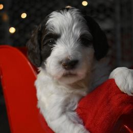 Australian Labradoodle Puppies from Frosty Hill Australian Labradoodles