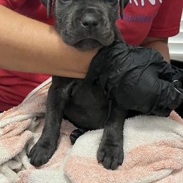 Girl 3 - Gray female Cane Corso puppy in Thaxton, Virginia from Fortune Star Ultimate K9s