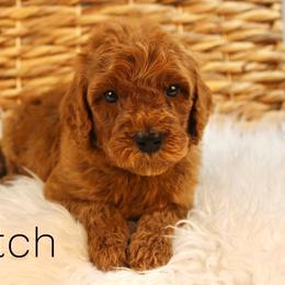 Scotch - Red  male Goldendoodle puppy in Casa Grande, Arizona from AzDoodle Dandies