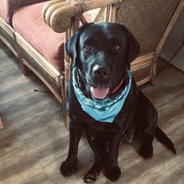 Labrador Retrievers from Shining Sea Labradors of Kauai