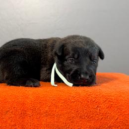 Leia (Mint) - Black sable female Belgian Malinois puppy in Buckeue, Arizona from Légende Vivante Du Chief Kennel
