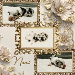 Nami - Blue merle and white female American Corgi puppy in Fitzhugh, Oklahoma from Elmiphyr Corgis